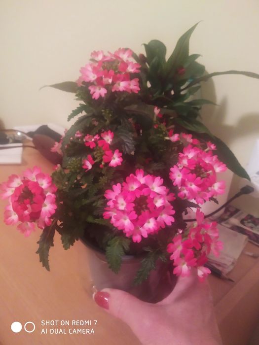 Вербена домашнее растение.