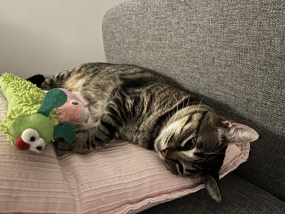 Petsitting em Lisboa