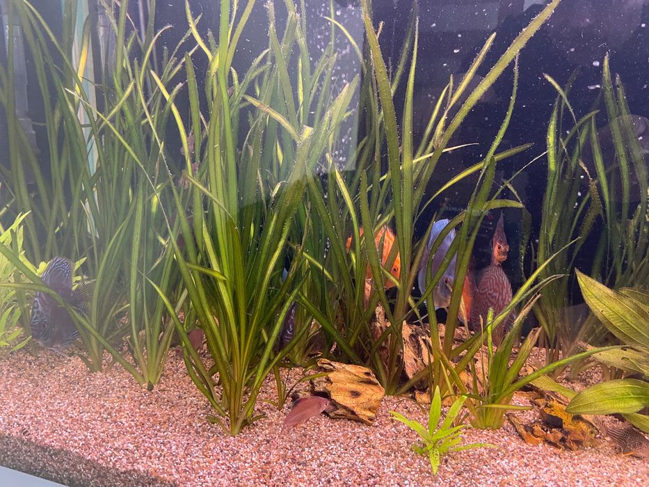 Vallisneria green americana