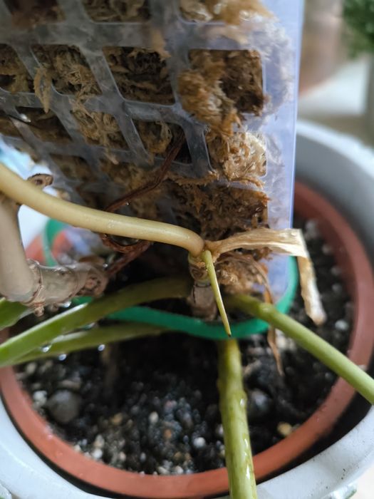Philodendron Billietiae 2 sadzonki w paliku z mchem