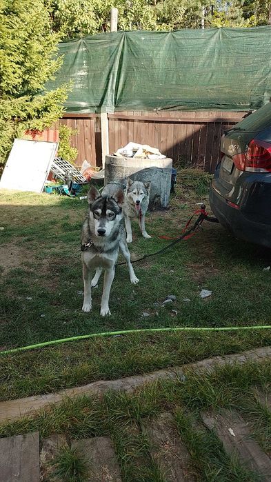 Oddamy Husky i mix owczarek :) adopcja