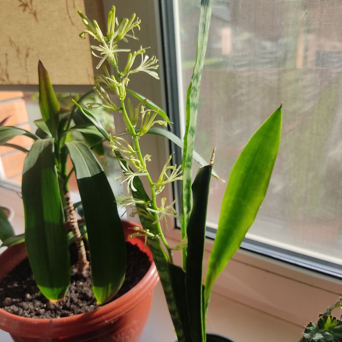 КВІТИ кімнатні фікус, сансів'єра, грошове дерево,бегонія,секуленти тещ