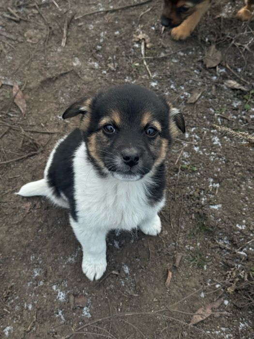 Маленькі собачки шукають велику любов!