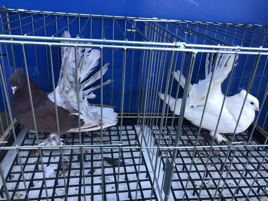 Pawiki indyjskie pary