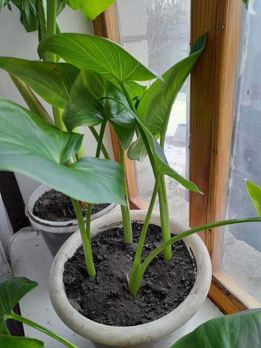 Калла квіти кали