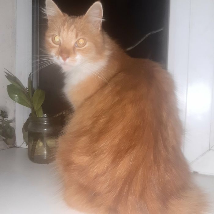 Віддам в добрі руки