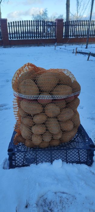 Ziemniaki jadalne JELLY | SORAYA (worek 15 kg) większe ilości