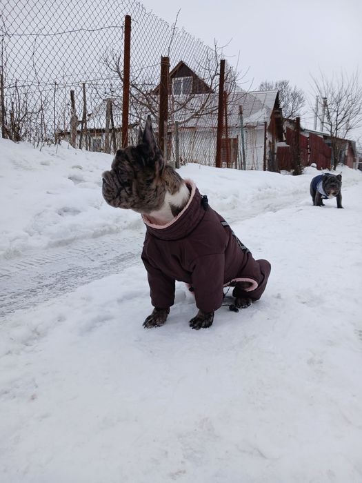 Девочка 5 месяца французский