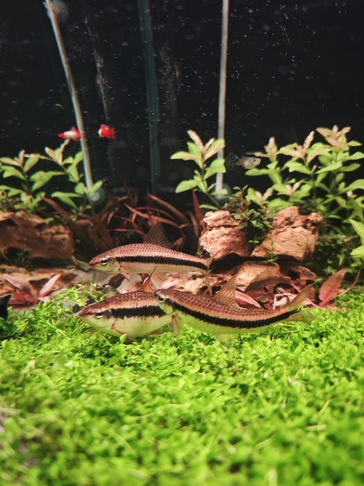 Comedor de algas siamês JUMBO