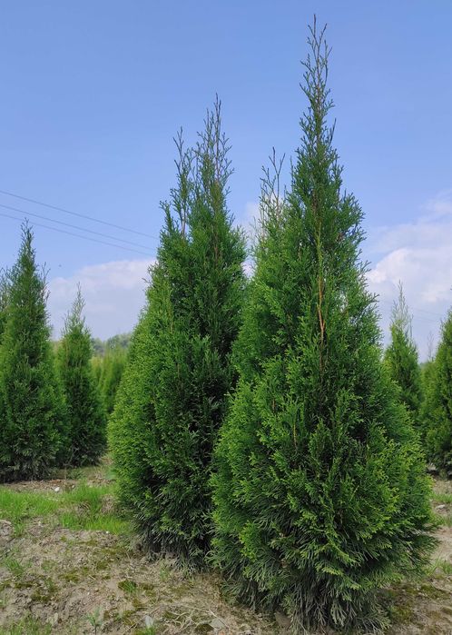Tuja smaragd thuja tuje żywopłot 110-120cm szmaragd GĘSTE zielone