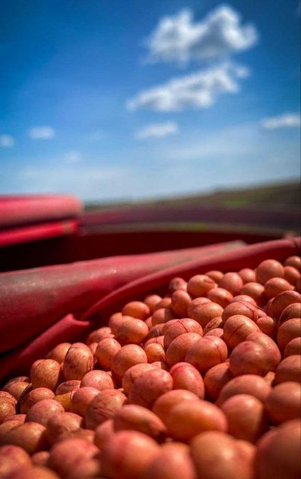 Насіння сої,гмо соя,соя під гліфосат: 17 000 грн. - Сад / огород ...