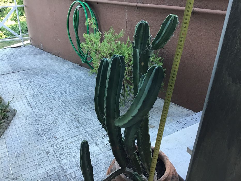 Planta -cato grande num bonito pote rústico