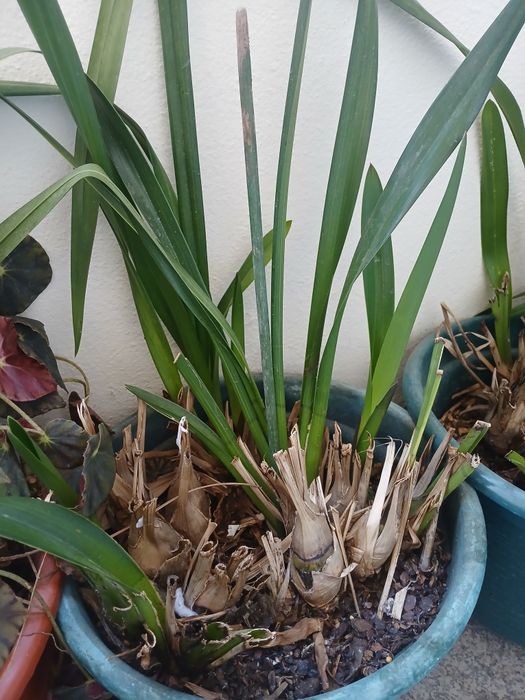 Vendo orquídeas de várias cores.