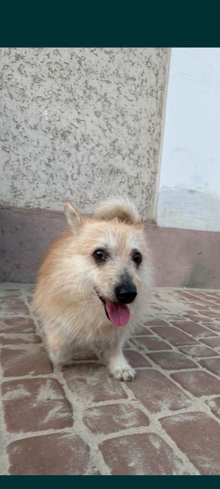 Віддам в добрі руки молодого песика