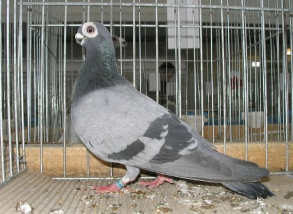 Brodawczak polski