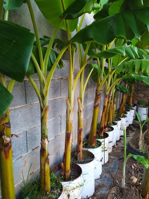 Bananeiras envasadas p/ venda
