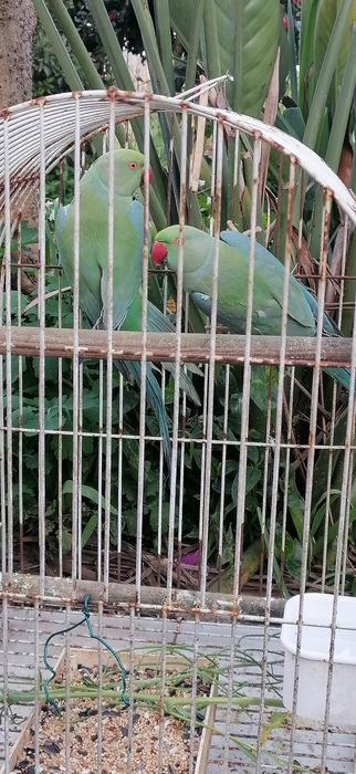 RINGNECKS machos 2025 | linha de qualidade