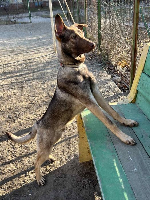 Отдам в хорошие руки