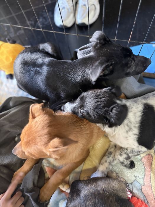 Cachorros para adoção responsavel