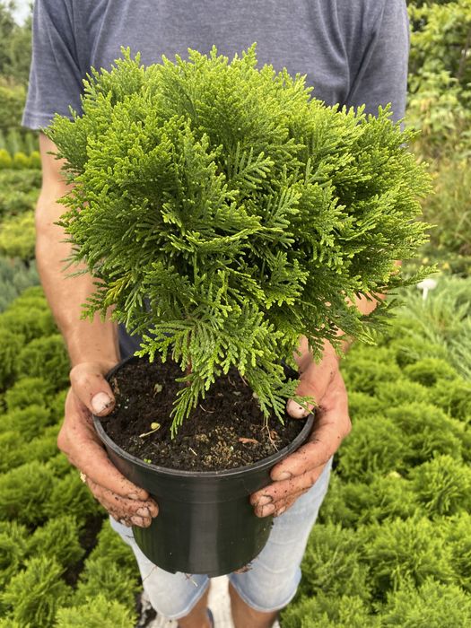 Туя,Можжевельник,Смарагд ,Даника,Ауреа Нана,Хиберника,Блю Эрроу,БлюЧип ...