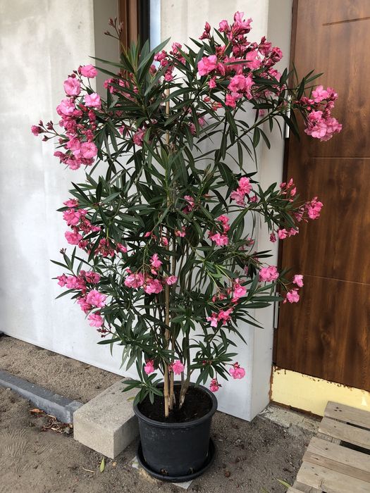 Duży różowy oleander