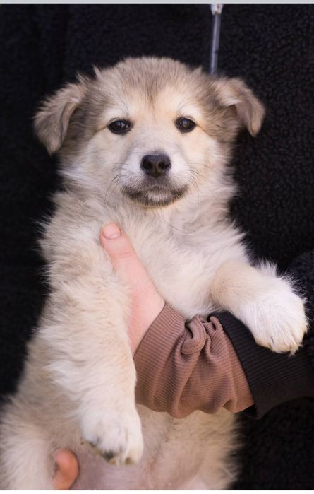 Щенок девочка ищет доброго хозяина