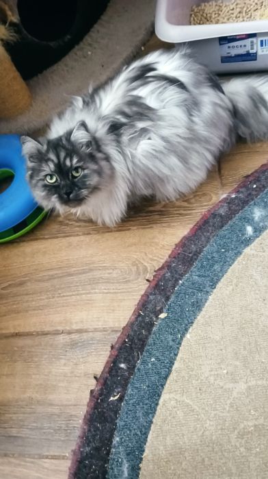 Вязка  Сибірський котик чекає на кицю