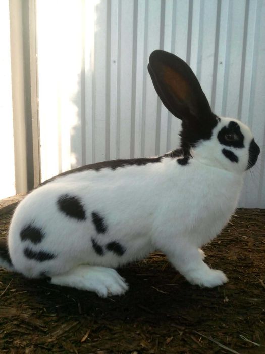 Srokacze  niemieckie  osc