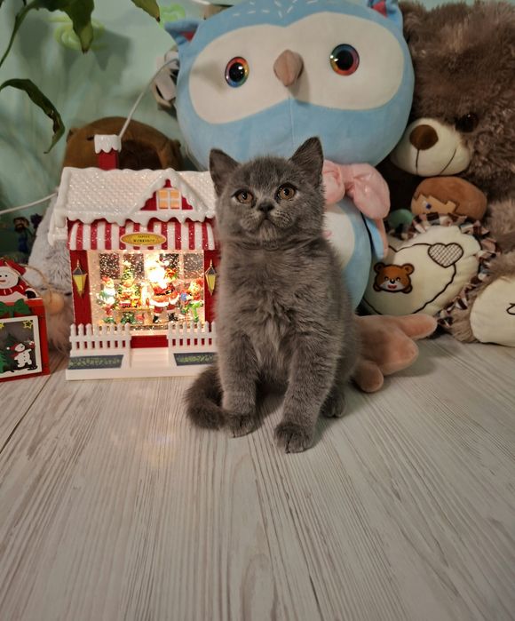 Кошенята чистокровні, шерсть плюшова збита