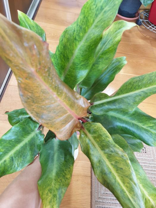 Philodendron Orange Marmelade