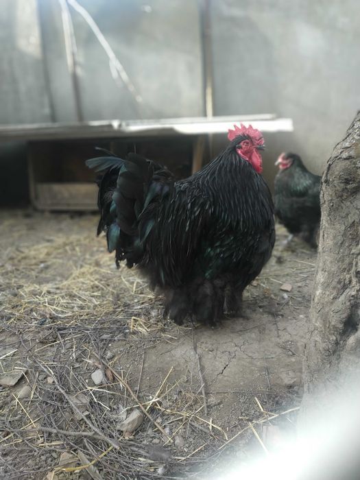 Продам  яйце кур орпінгтон чорни