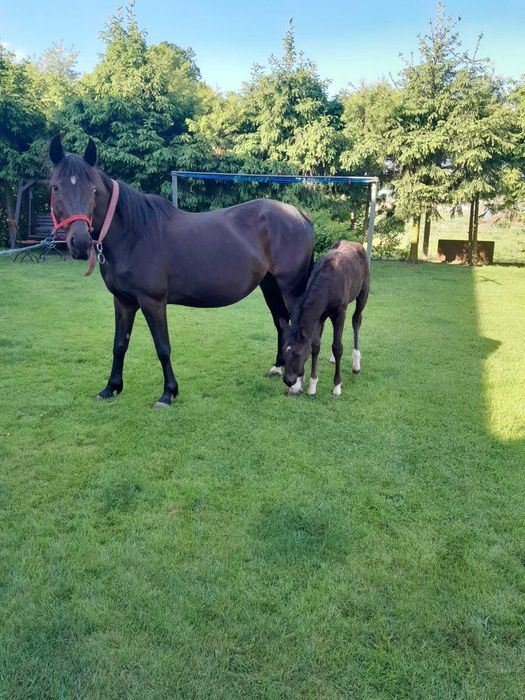 klacz wielkopolska + źrebak