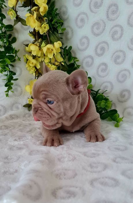 Excelente Isabella Bulldog/Bouledogue Frances de Qualidade