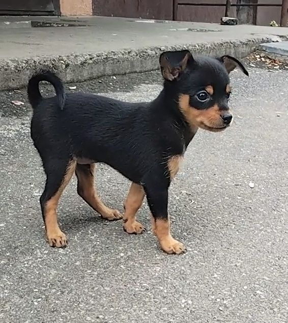 Той-терьер, цуценя, щенок