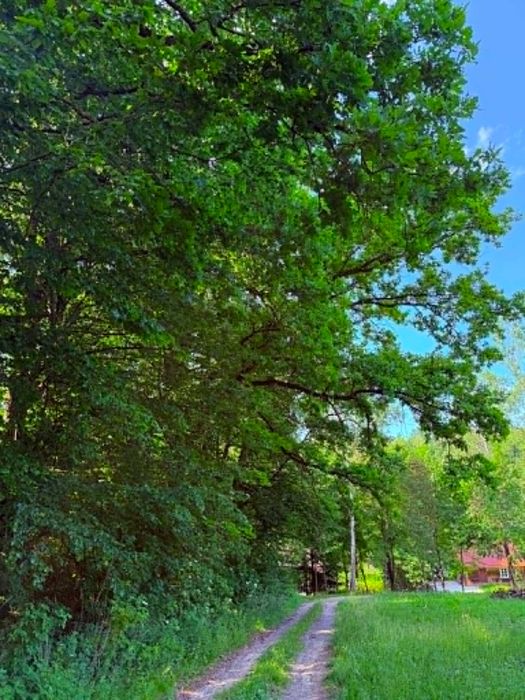 Kazimierz Dolny, działka pomiędzy wąwozami, piękne drzewa, cisza, 2 km od Rynku, ulica Doły - Widok 4