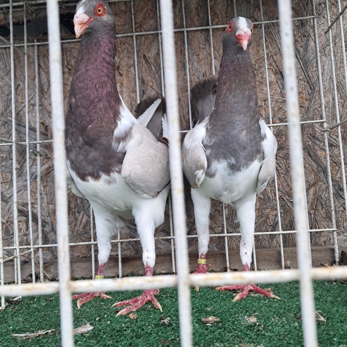 Kurak wegierski możliwy transport