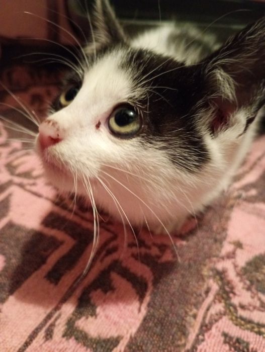 Mały kocurek do adopcji