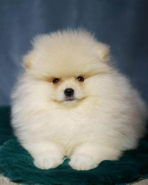 Pomeranian piesek