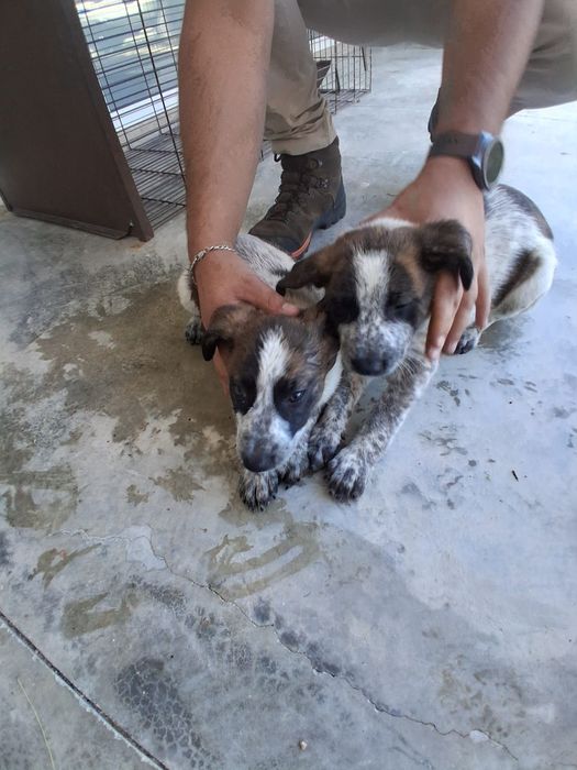 Cachorrinhas mistura cão de gado