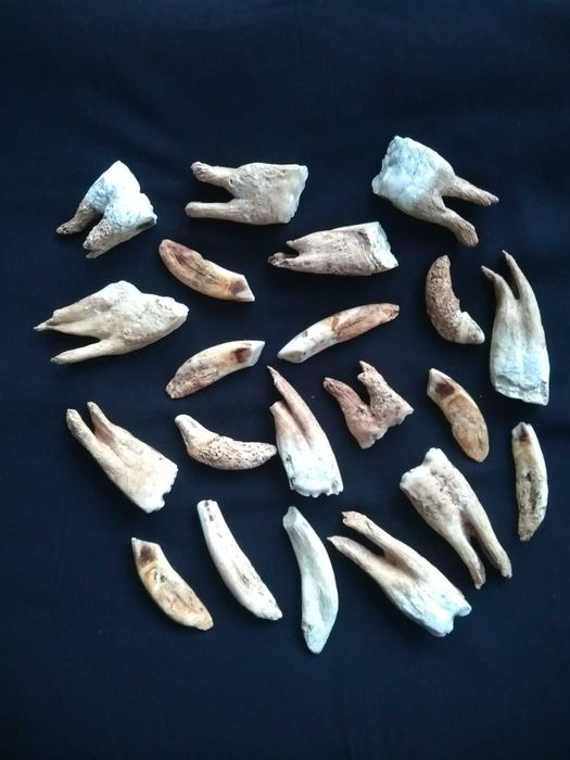 Зуби коня. Кінь. Зубы лошади. Натуральные. Зуб.