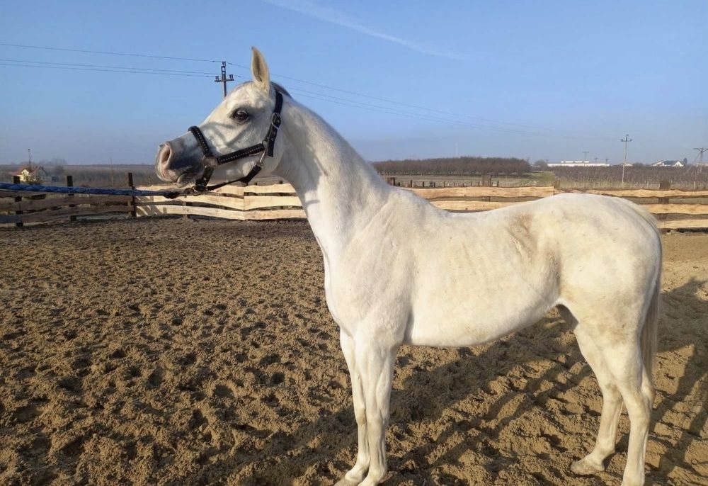 KLACZ ARABSKA na sprzedaż