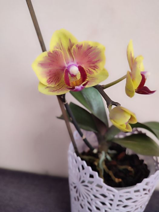 Орхідея квітуча азіат