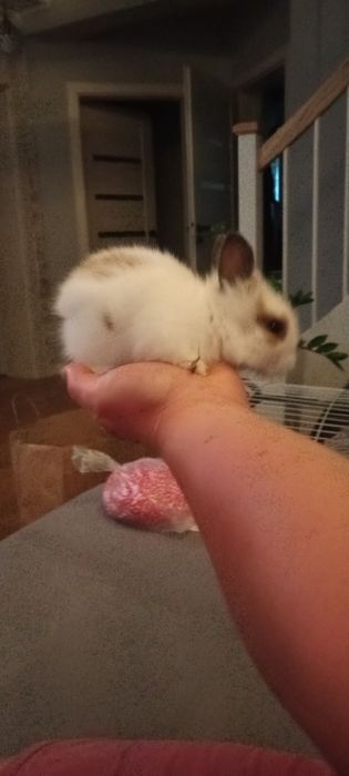 Sprzedam miniaturki