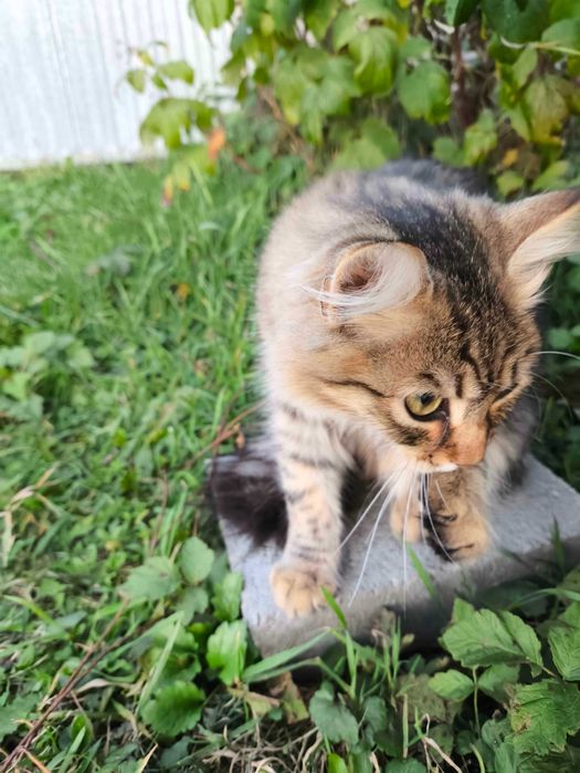 Котики в пошуку дому!