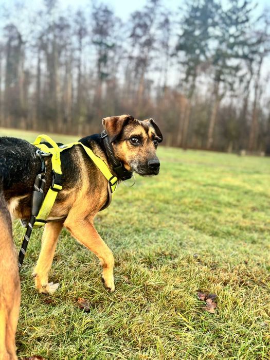 Szukamy domu dla HACHIKO - będzie Twoim najlepsim przyjacielem