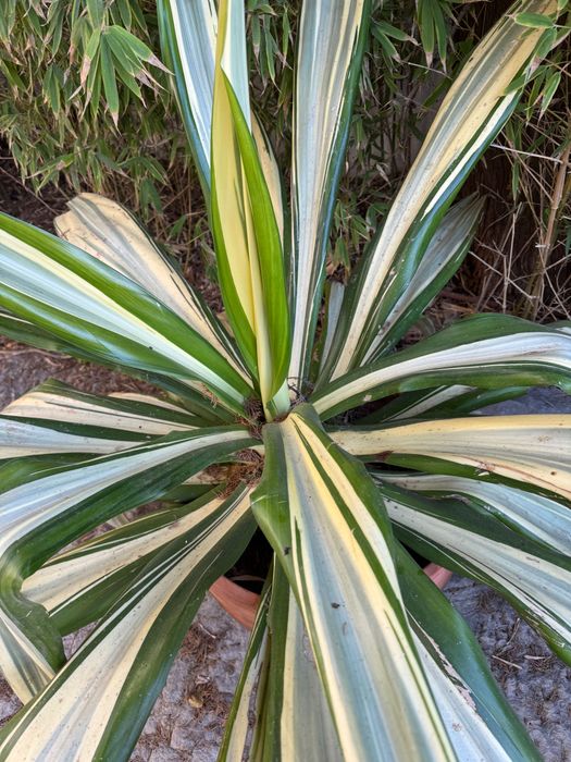Agave americano amarelo grande