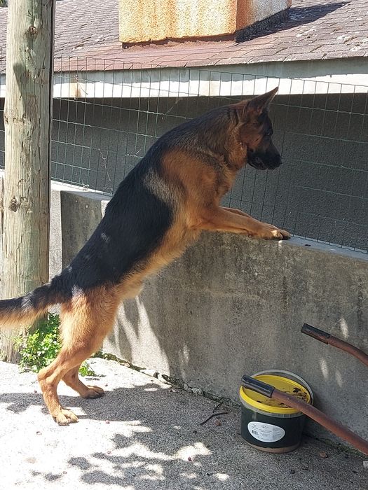 Pastor Alemão cachorro unico disponível Pais com Pedigre.