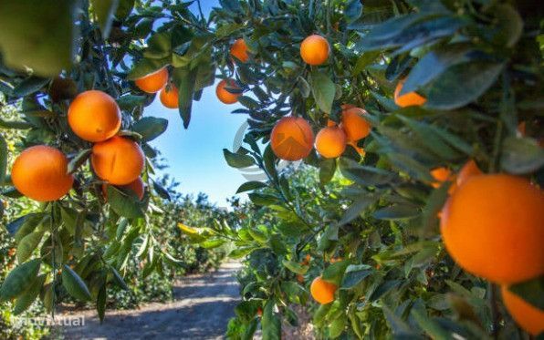 Rural Plot (Orange Grove) – Barros (Conceição e Estoi, Faro)