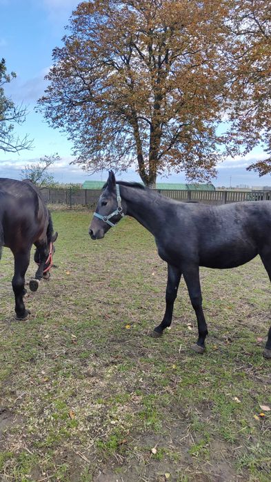 Klacz rasy śląskiej