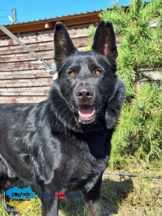 Чорна німецька вівчарка вязка